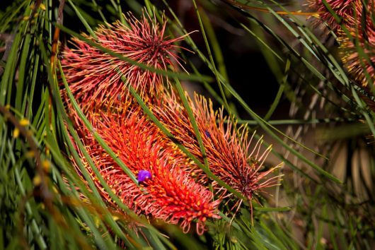 Close-up of bright red Hakea bucculenta 'Red Pokers' 6" Pot flower clusters with orange spiky petals, resembling Red Pokers, surrounded by long, thin, green leaves in natural sunlight.