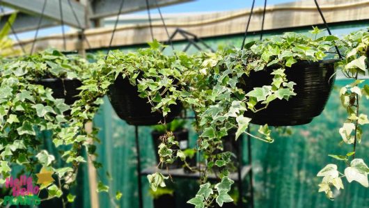 Hanging baskets filled with lush Hedera 'English Ivy' Variegated 8" plants create a serene atmosphere in the greenhouse setting.