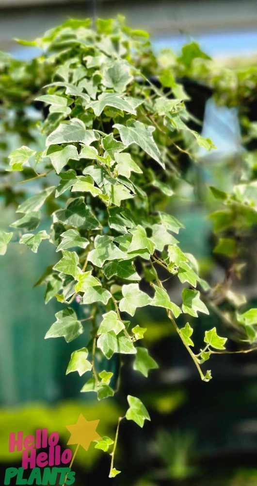 A close-up captures the variegated leaves of Hedera 'English Ivy' cascading downward, their texture illuminated by bright light. The cheerful "Hello Hello Plants" logo in the corner adds a delightful touch to this enchanting Hedera 'English Ivy' Variegated 8" hanging basket display.