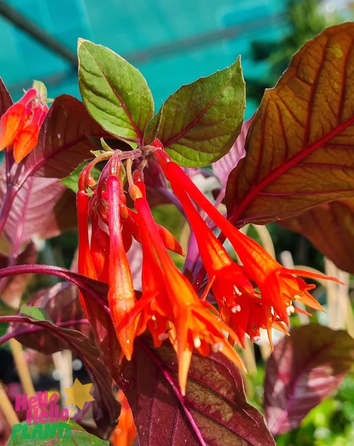 Fuchsia 'Coralle' 4