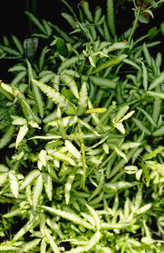 Close-up of the dynamic Pteris 'Silver Ribbon Fern' with slender, pointed leaves densely packed together, beautifully illuminated by sunlight in its 6" pot.