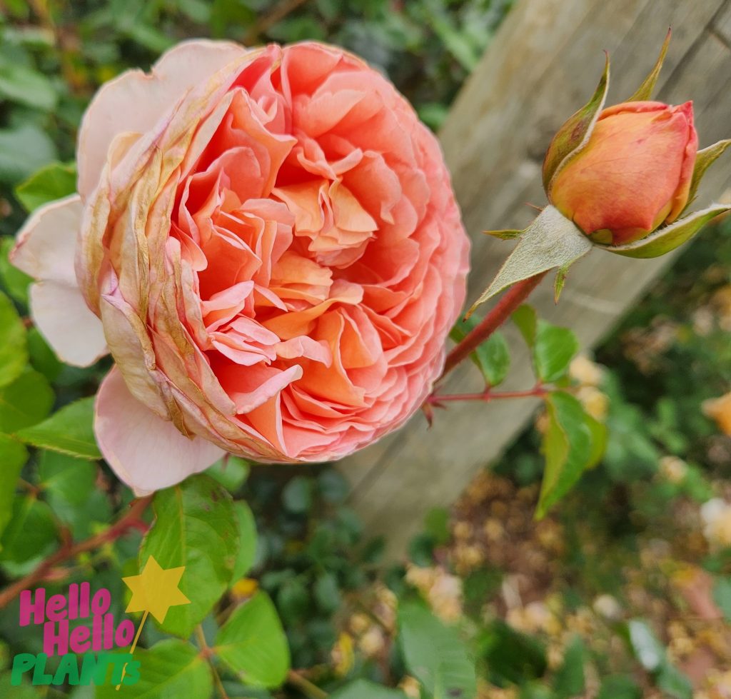 Rose 'Abraham Darby' 4ft Standard - Hello Hello Plants