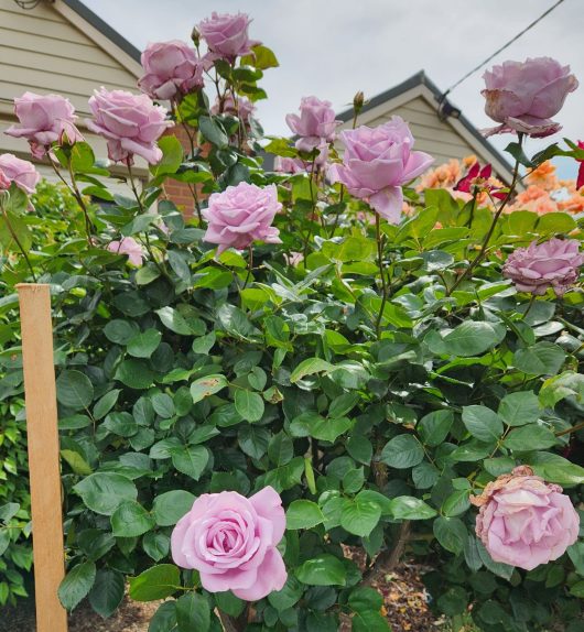 rosa hybrid tea Blue moon roses flowering with green lush leaves and mauve purple flowers rose