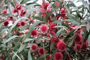 The image shows a cluster of green leaves with many round, spiky, pink flowers, possibly Hakea bucculenta 'Red Pokers' 6" Pot. The flowers are interspersed among the leaves, creating a vibrant contrast of colors, as if nature’s pot is overflowing with Red Pokers in bloom.