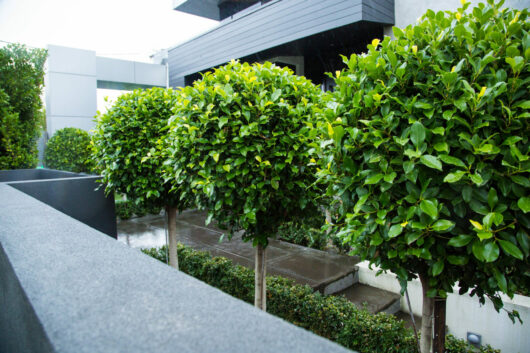 Hello Hello Plants Ficus hillii Standard Topiary in garden bed