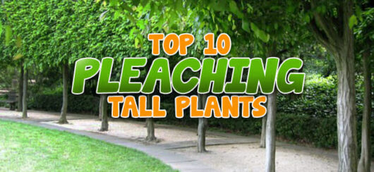 Top 10 Plants for Tall Pleaching - Garden Advice, Top 10 Lists - Hello ...