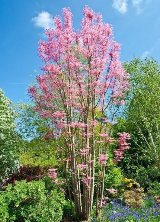 Cedrela sinensis Chinese Toon Tree, Toona sinensis, Chinese Pink Cedar Tree tall slim deciduous tree with beautiful pink foliage