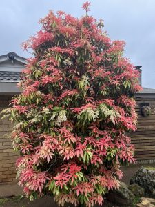 A tall Cedrela 'Chinese Pink Cedar', freshly potted in an 8" pot, with dense clusters of red and green leaves stands in front of a brick building.