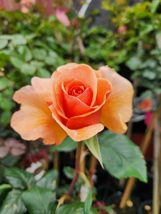 A Rose 'Just Joey' 3ft Standard (Bare Rooted) Bulk Buy of 5 is blooming in a garden.