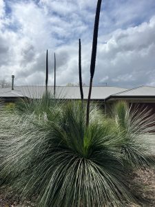 Australian grass trees with tall spikes stand regally in front of a house, their silhouettes contrasting beautifully against the cloudy sky, much like a Cedrela 'Chinese Pink Cedar' 8" pot (freshly potted) adding its own unique flair to the scene.