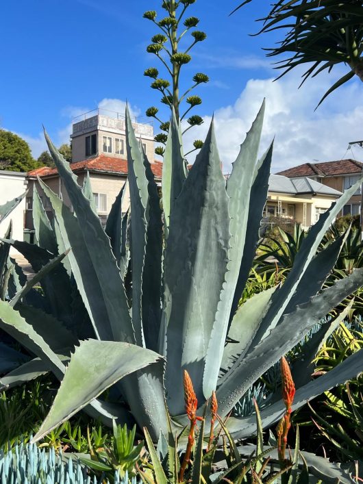 Agave 'Century Plant' in a 16" pot, showcasing thick, pointed leaves and a tall flowering stalk, set against a backdrop of buildings and clear blue sky.