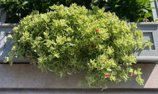 A Cupressus stricta 'Italian Pencil Pine' in a 6" pot is planted in a rectangular planter box attached to a wall, adding a touch of slender elegance to the space.