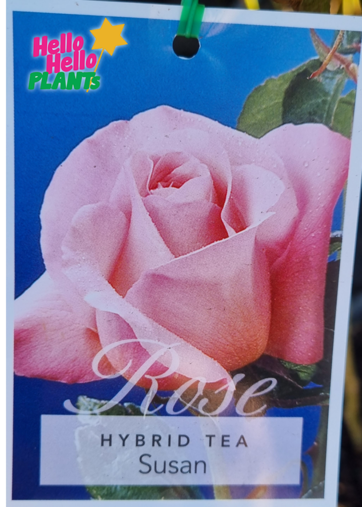 Rose 'Susan' 3ft Standard - Hello Hello Plants