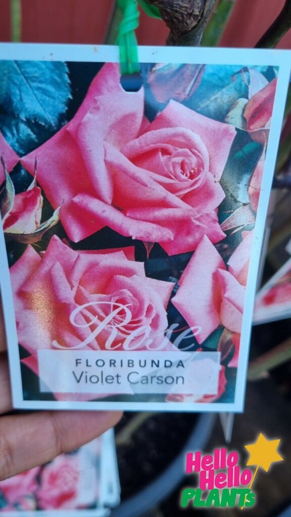 Rose 'Violet Carson' Bush Form - Hello Hello Plants