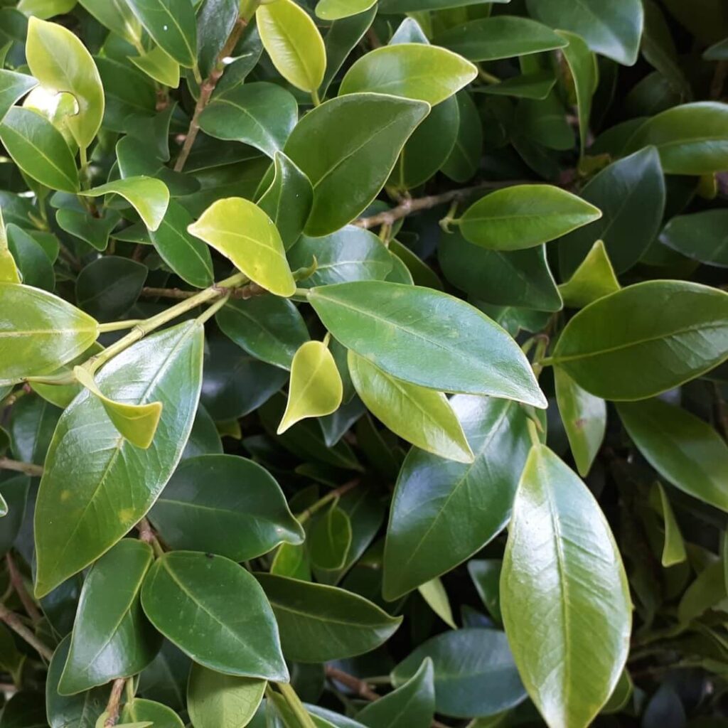 Ficus hillii 'Flash' - Hello Hello Plants