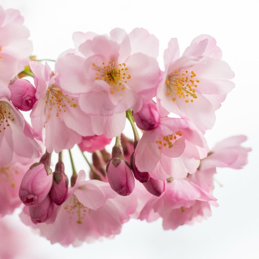 Prunus - Ornamental Blossom - Hello Hello Plants & Garden Supplies