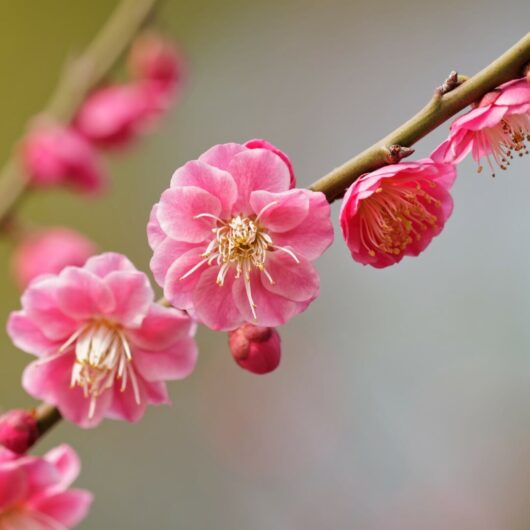 Prunus - Ornamental Blossom - Hello Hello Plants & Garden Supplies