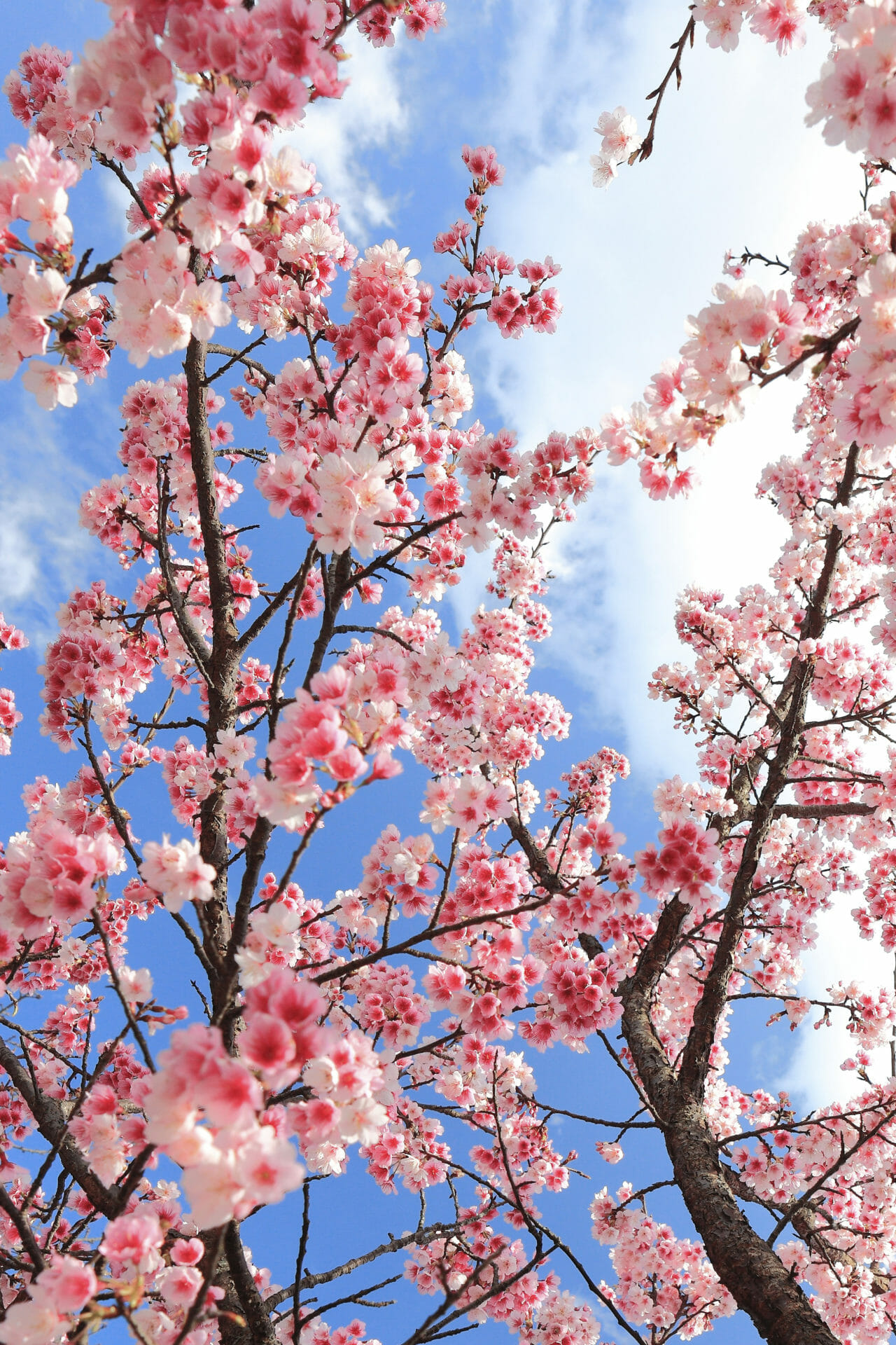 https://www.thetutuguru.com.au/wp-content/uploads/2022/07/Hello-Hello-Plants-Prunus-yoshino-cherry-blossom-in-spring-pink-blossoms.jpg