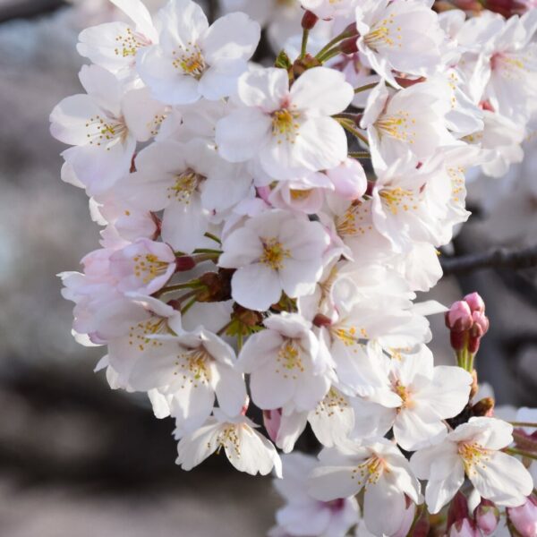 Prunus - Ornamental Blossom - Hello Hello Plants & Garden Supplies