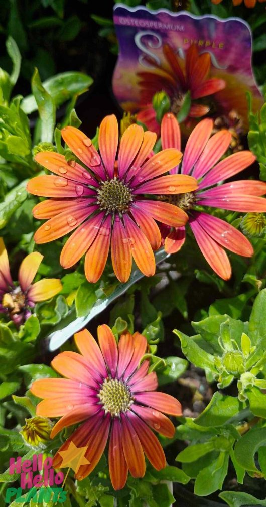 Close-up of the vibrant 'Purple Sun' African Daisies, a type of Osteospermum, showcasing striking orange and purple petals adorned with water droplets and surrounded by lush green foliage. A plant label can be partially seen in the background.