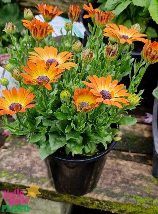 A 6" pot of Osteospermum 'Sunshine Beauty' African Daisy, featuring vibrant orange blooms and lush green foliage, set against a picturesque garden backdrop.