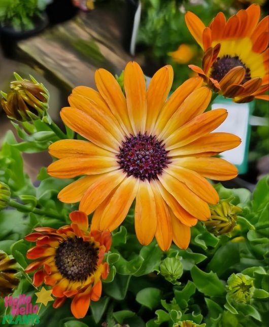 Close-up of the vibrant orange blooms of the Osteospermum 'Sunshine Beauty' African Daisy, tucked among lush green foliage, all flourishing beautifully in a 6" pot.