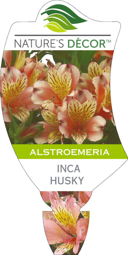 Alstroemeria Inca Husky Peruvian Lily Label