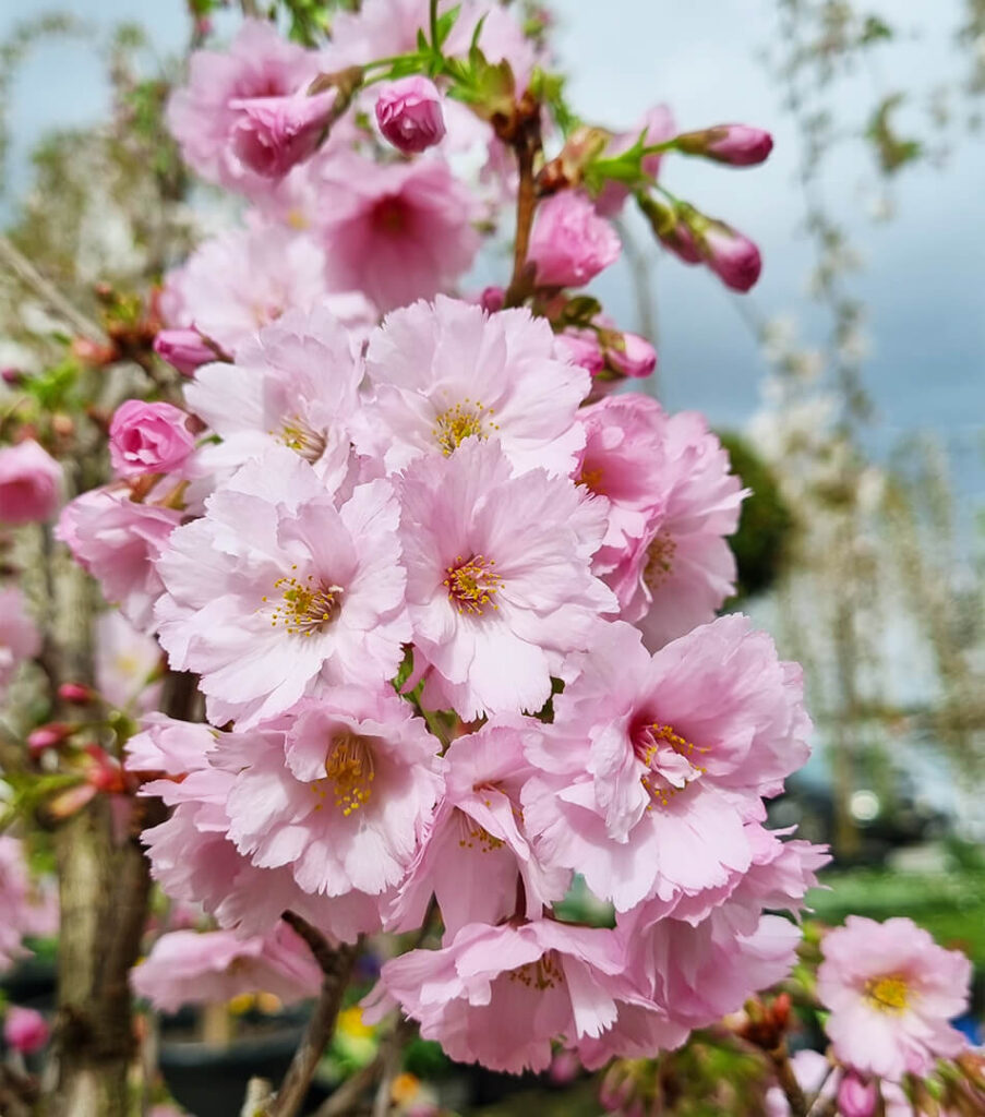 Prunus 'first Blush®' Flowering Cherry 13