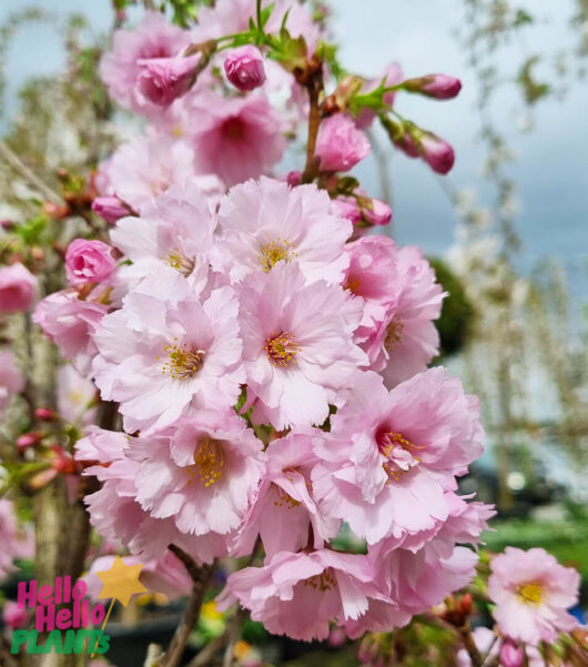 Hello Hello Plants Prunus ‘First Blush®’ Flowering Cherry Flower HHP