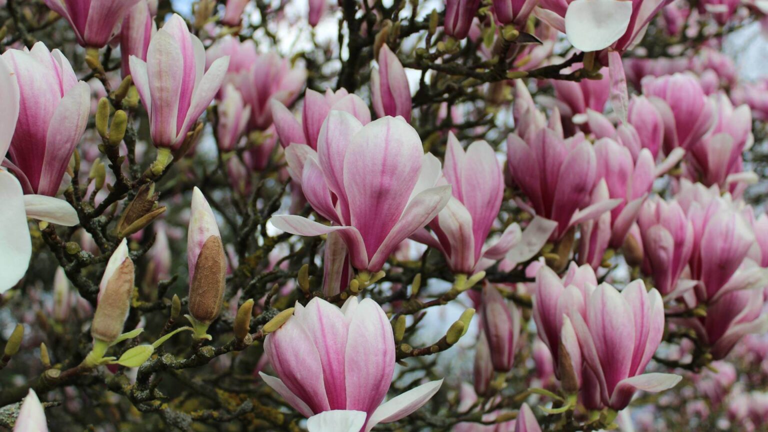 Magnolia - Deciduous - Hello Hello Plants & Garden Supplies