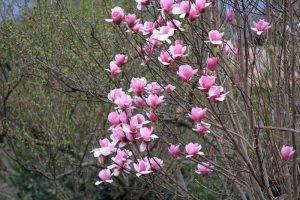 A tree with numerous pink and white magnolia flowers in bloom, surrounded by lush green foliage, stands tall like a Magnolia 'Sunspire' in the garden.