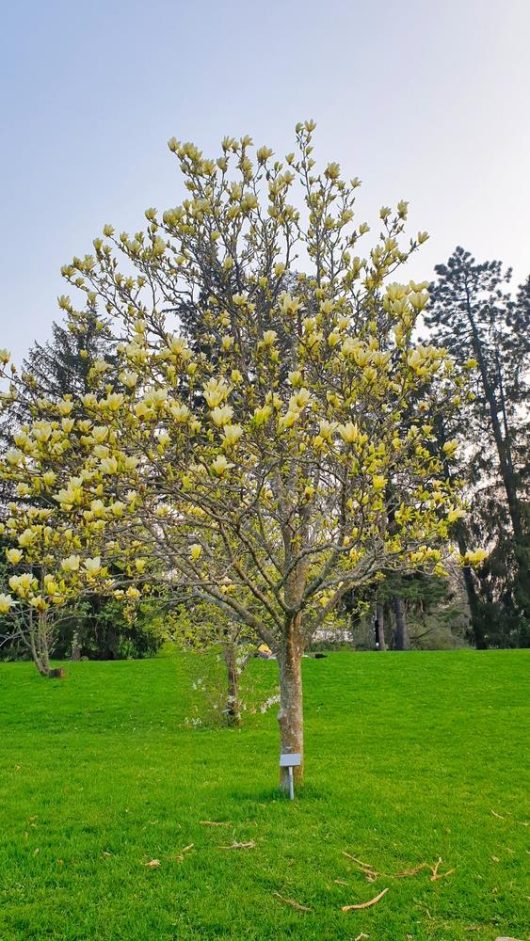 A Magnolia 'Sunspire' tree with yellow blossoms stands gracefully in a green grassy field, surrounded by other trees in the background.