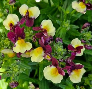 The lush green leaves beautifully enhance the Verbena 'Alba' blossoms in this charming garden setting.