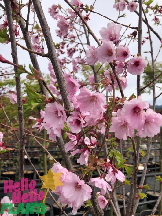 Cherry blossom branches adorned with pink flowers and green leaves evoke the Prunus 'First Blush®' Flowering Cherry. The image features the text "Hello Hello Plants.