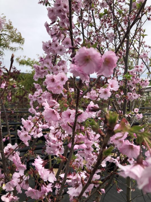 The Prunus 'First Blush®' Flowering Cherry in a 13" pot is in full bloom with pink cherry blossoms on its branches, set against a cloudy sky and highlighting the beauty of nature.