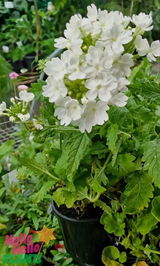 Verbena 'Alba' with blooming white flowers and lush green leaves thrives in a charming garden setting.