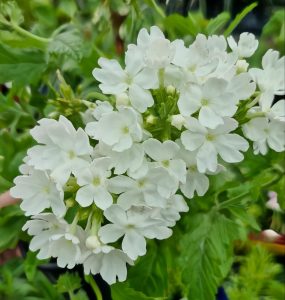 Verbena 'Alba' features clusters of delicate white flowers against a lush green foliage backdrop.