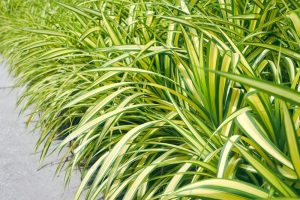 A close-up of a dense row of Festuca 'Beyond Blue' plants, featuring long and slender leaves, captures the rich texture similar to that of Fescue Grass.