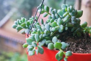 Close-up of a green succulent plant in a red hanging pot, with soil visible. The background is blurred, showcasing an outdoor scene. Delicate leaves of Cineraria 'Silver Dust' 4" Pot add contrast to the vibrant succulent.