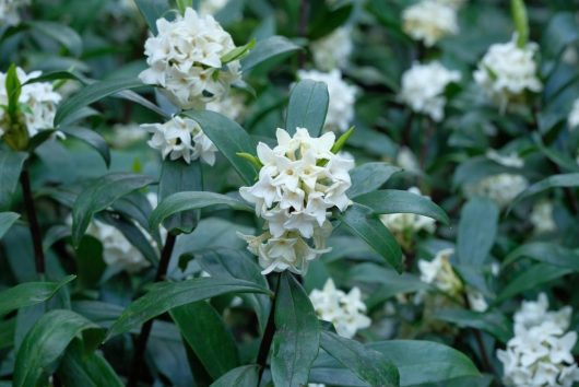 The Hydrangea 'Tea Time™ White' in a 7" pot captivates with its clusters of small white blossoms, beautifully accentuated by lush dark green leaves.