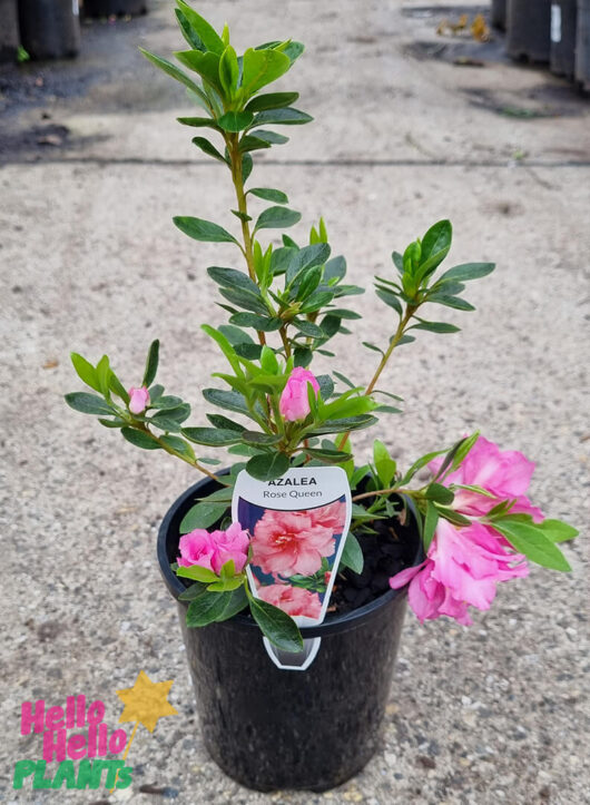 Hello Hello Plants Azalea ‘Rose Queen’ 8in Pot