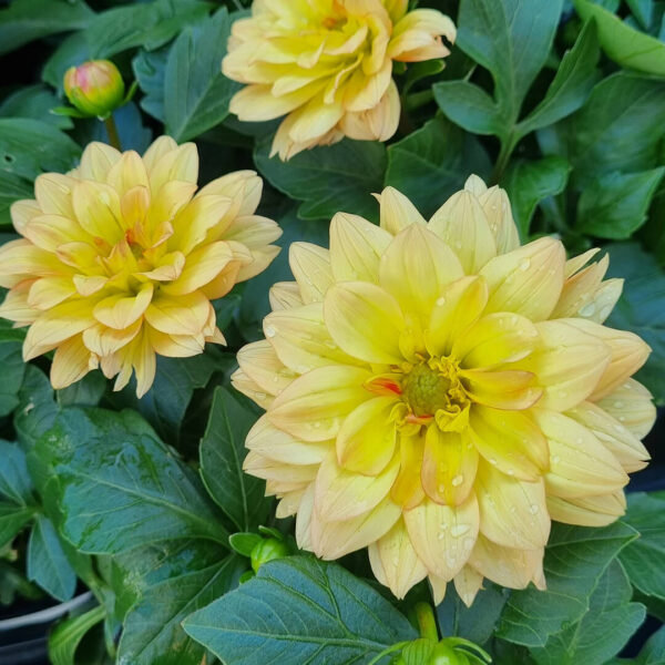 Dahlia Dalina® Grande 'Romero' 6