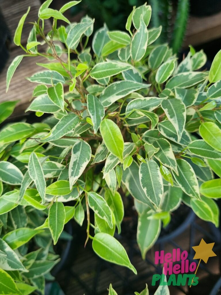 Ficus 'Weeping Fig' Variegated 13