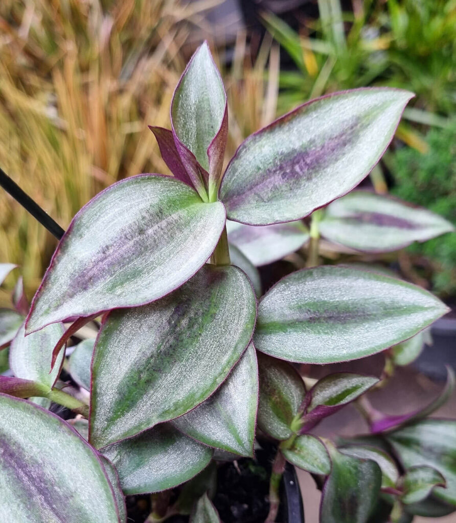 wandering jew zebrina