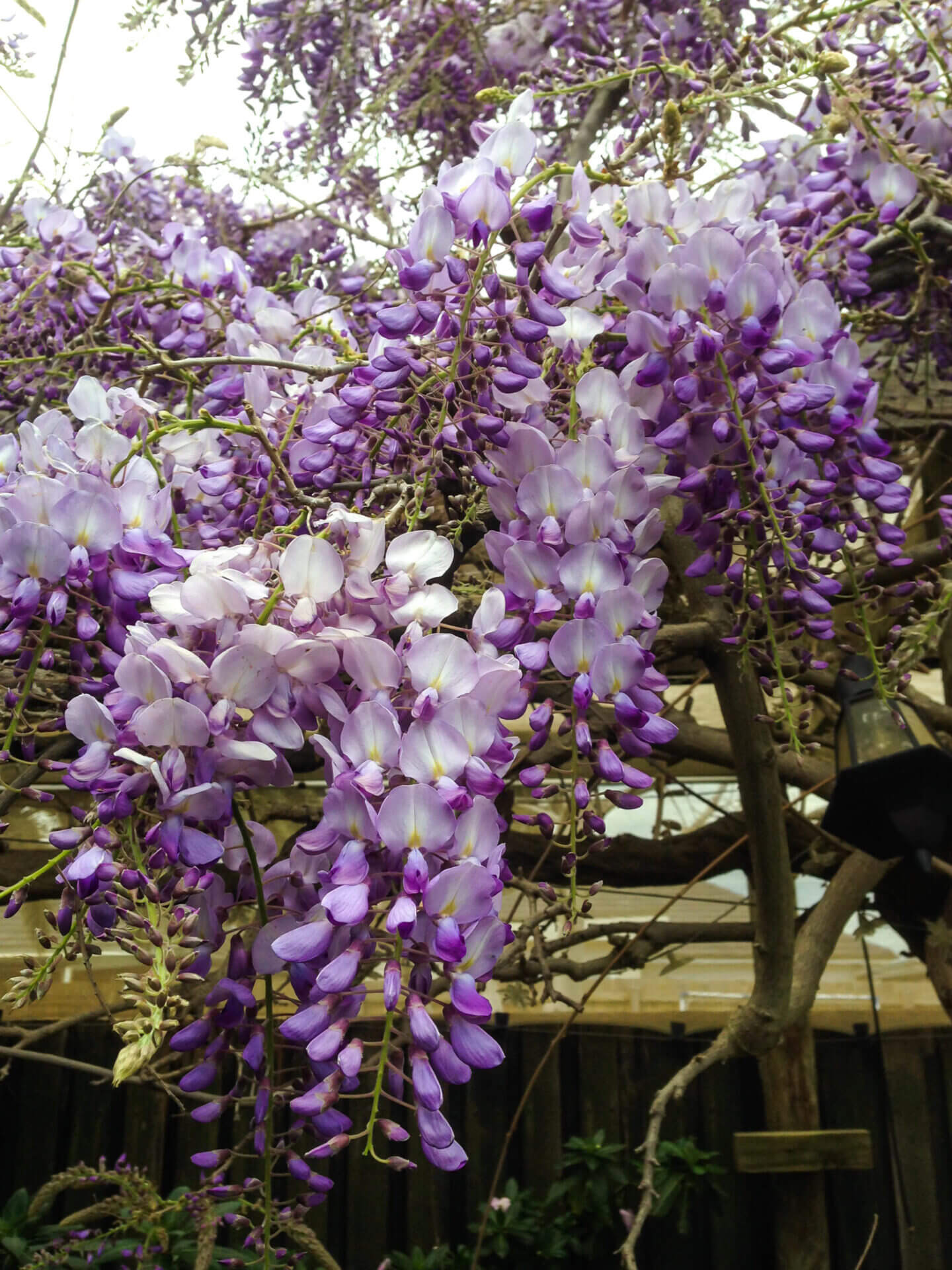 Wisteria floribunda Royal Purple - Japanese wisteria E-CLEMATIS