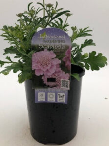 Scabiosa 'Samantha's Pink' Pincushion 6