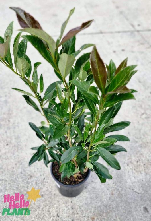 Presented in an 8" pot, the Viburnum 'Coppertop™' showcases elongated green leaves with stunning coppertop reddish hues at the tips, elegantly positioned on a concrete surface.