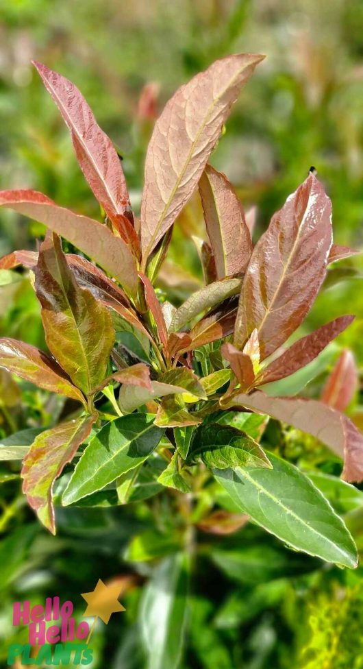 A close-up of a Viburnum 'Coppertop™' with glossy green and reddish-brown leaves against a blurred background, thriving splendidly in an 8" pot.