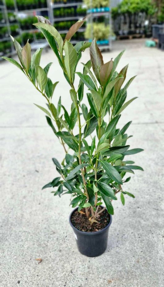 A Viburnum 'Coppertop™' 8" Pot, with its green leaves subtly catching the light, is elegantly displayed outdoors on a concrete surface.