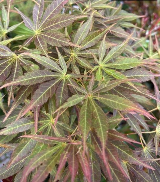 Detailed view of Acer 'Matsukaze' Japanese Maple leaves in green and maroon, highlighting their prominent veins and jagged edges, exemplifying the tree's natural beauty.